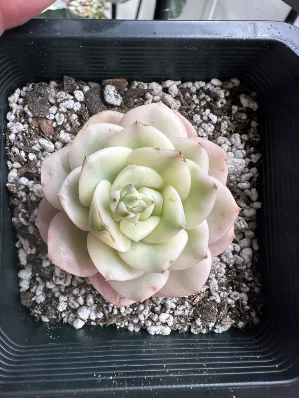 SHIPS BARE ROOT: Variegated Nikosana thumbnail