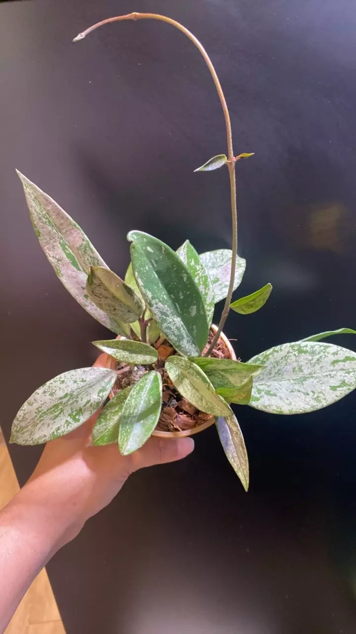 Pink Silver Ghost thumbnail