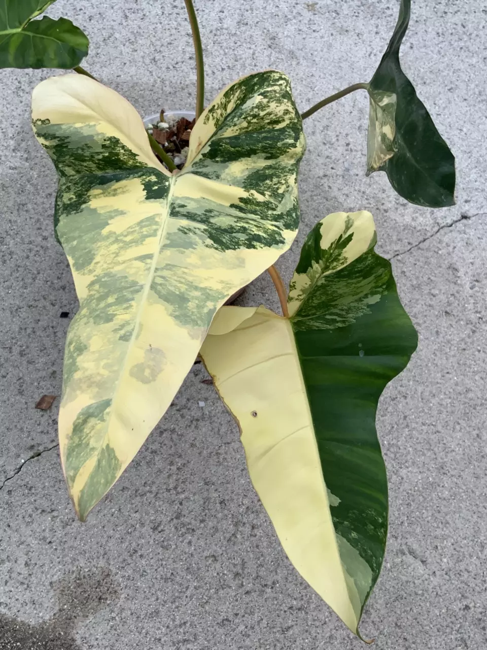 Philodendron ( Florida Beauty x Mayoii ) x Billietiae Variegated thumbnail