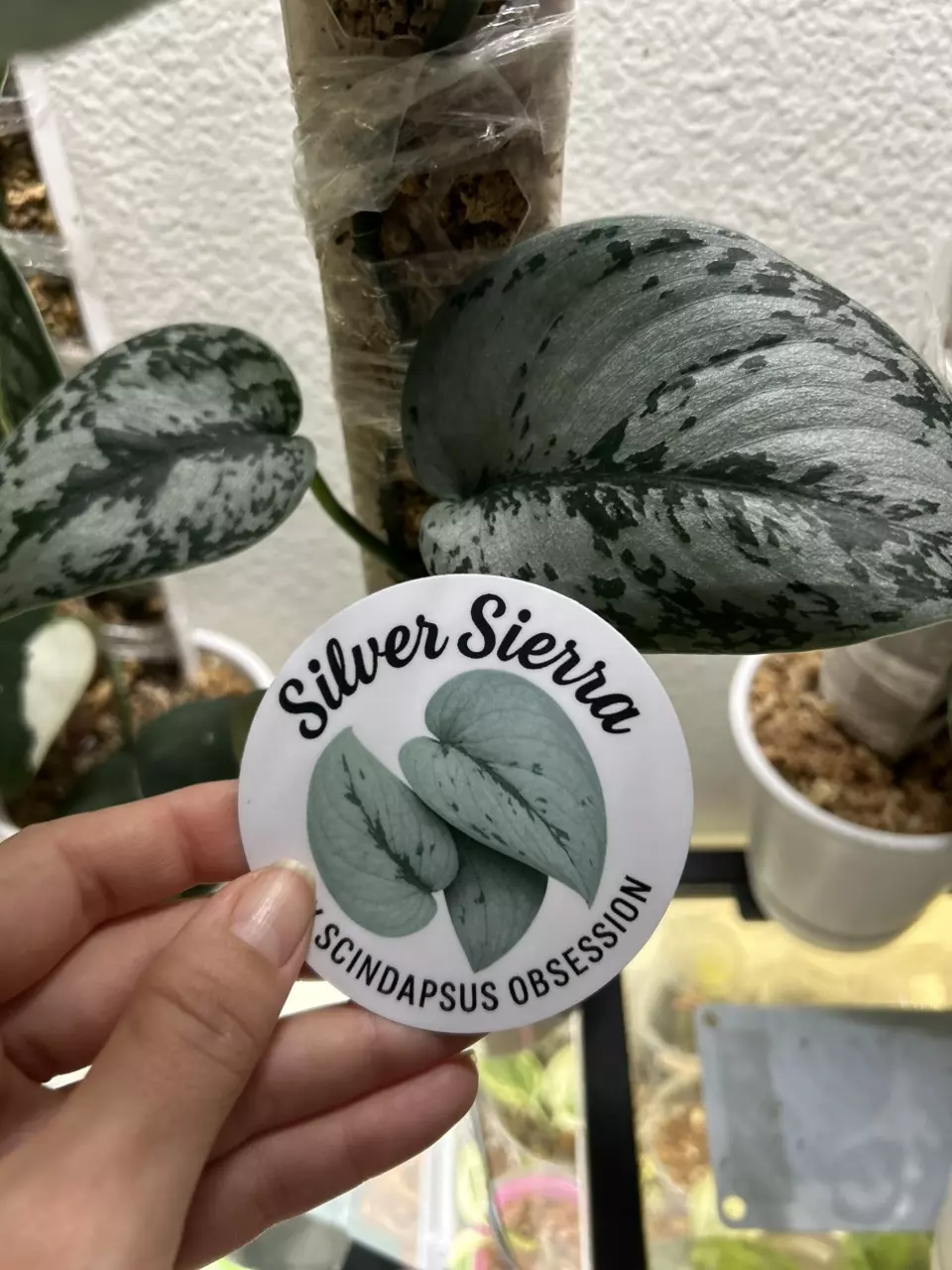 Scindapsus Silver Sierra Sticker Matte Finish 3” thumbnail