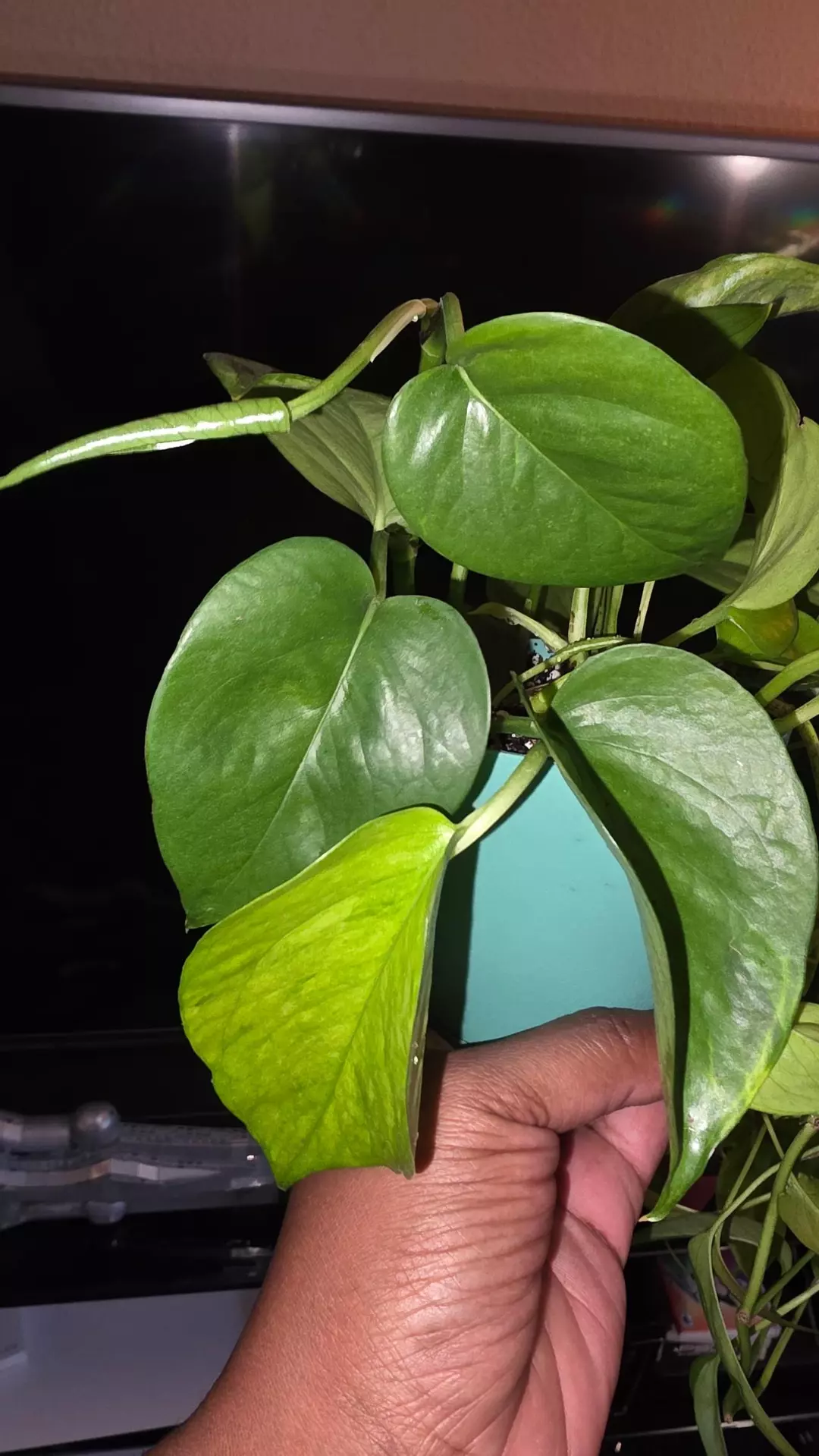 "Franken-pothos" thumbnail