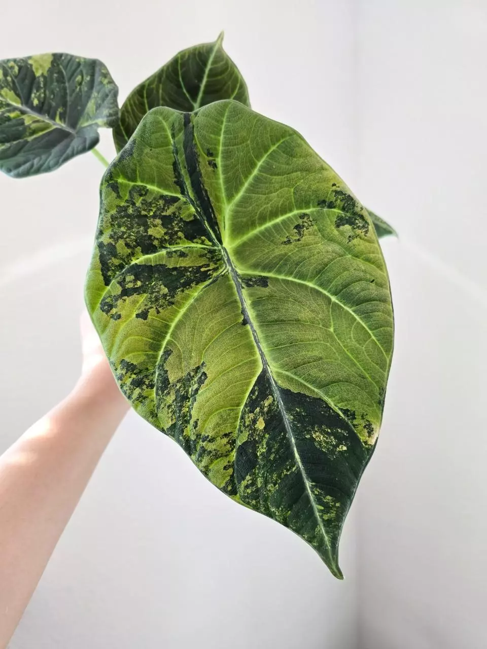 Maharani lemon lime corm + vg RESERVED thumbnail