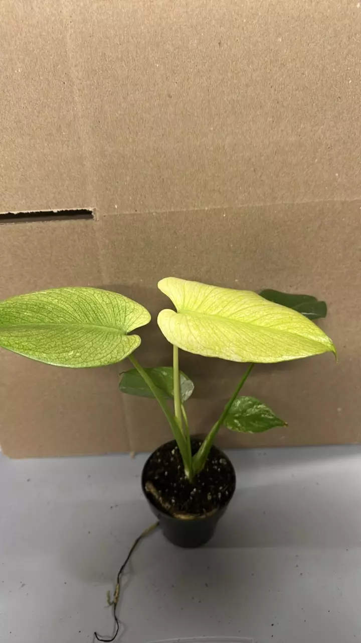 Monstera mint thumbnail