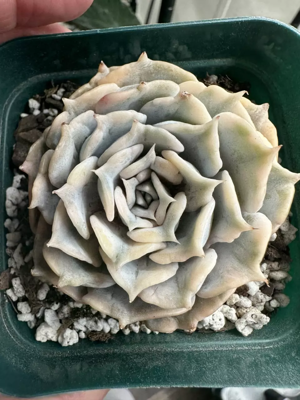 SHIPS BARE ROOT: Echeveria Variegated Lilciana thumbnail