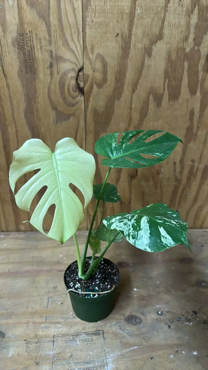 Monstera mint thumbnail