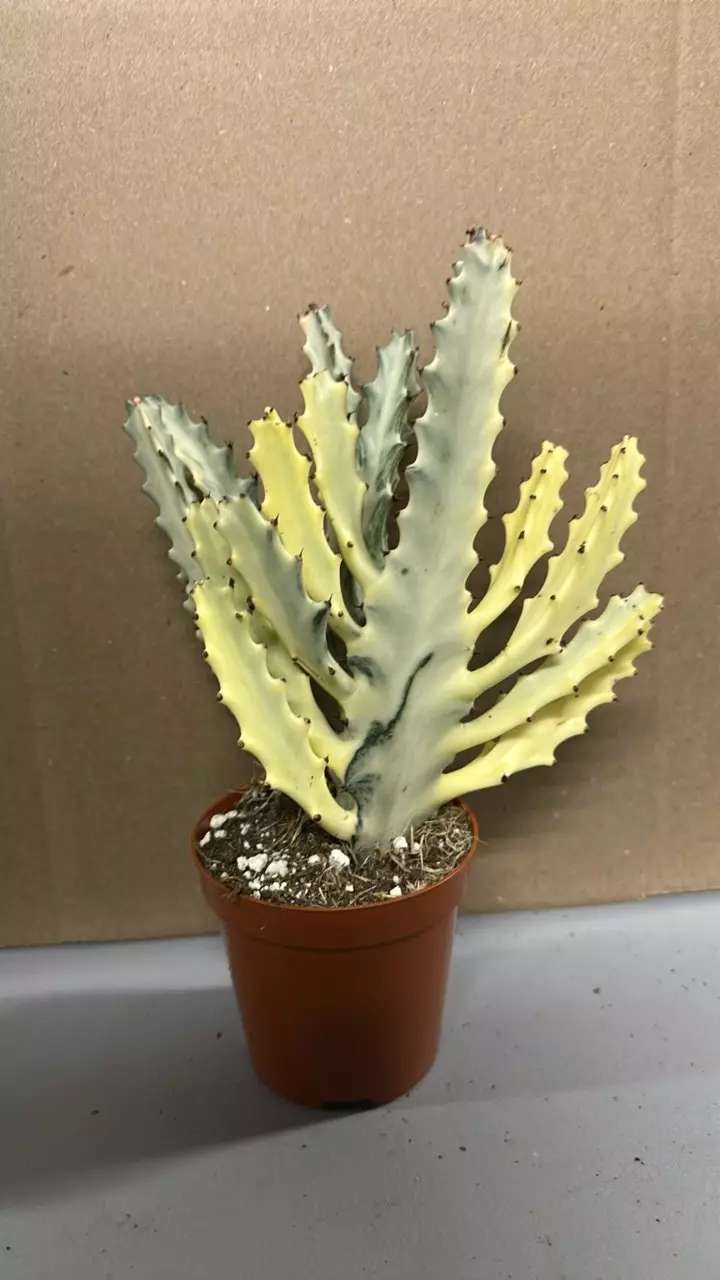 Cactus ghost bones thumbnail