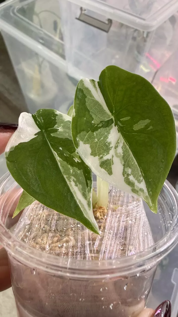 🦄PUNCAK BORNEENSIS ALBO🦄 thumbnail