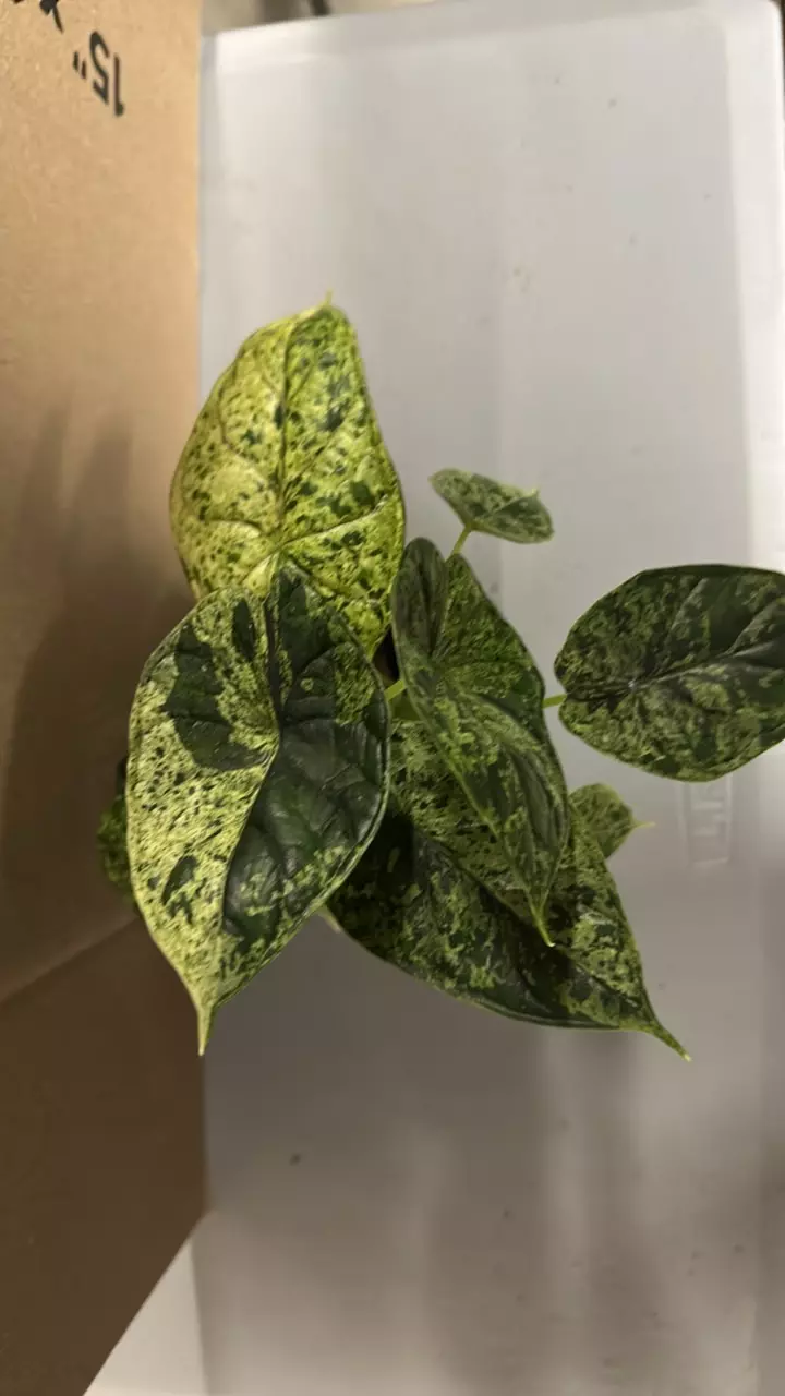 Alocasia dragon scale mint thumbnail