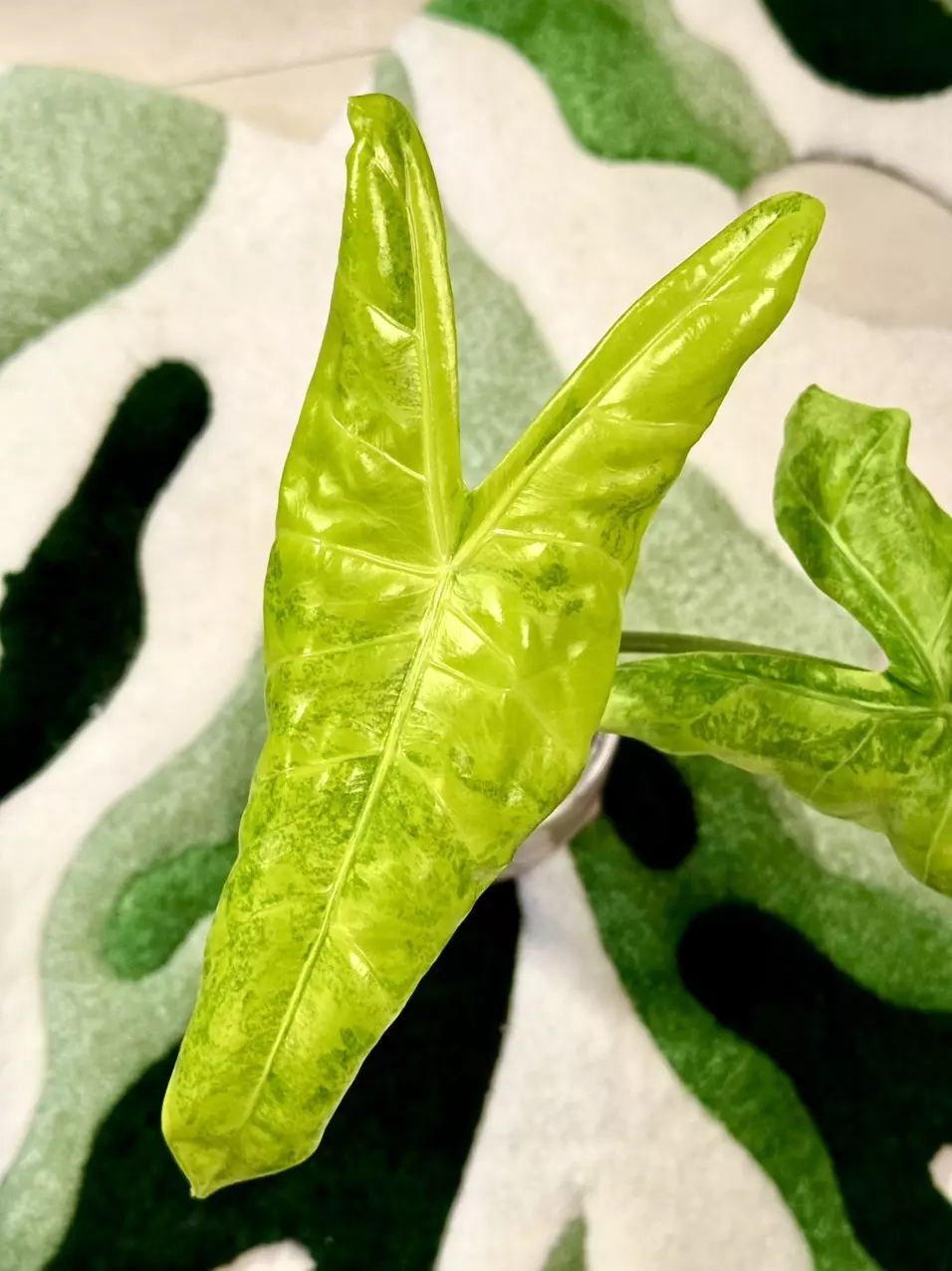 Alocasia Longiloba Aurea Corm 💛💚 thumbnail