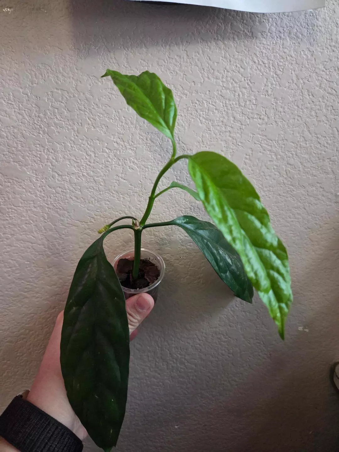 Hoya decipulae Rooted thumbnail