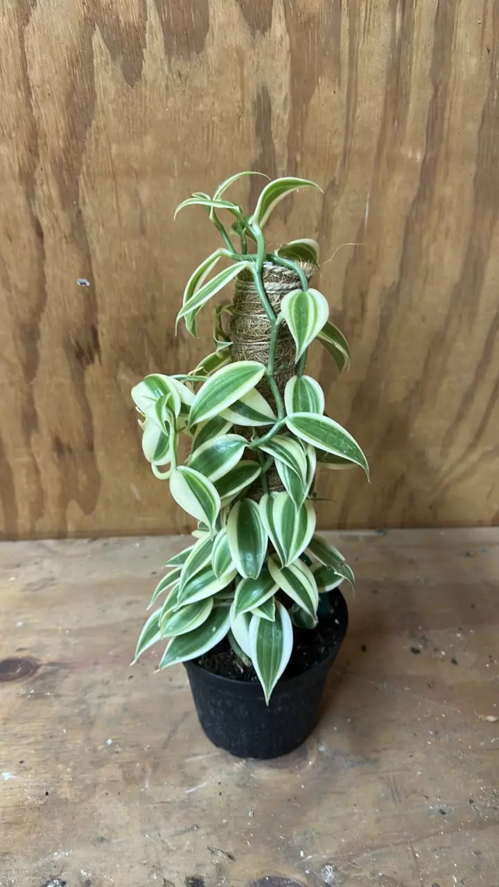 Vanilla orchid on a todem thumbnail