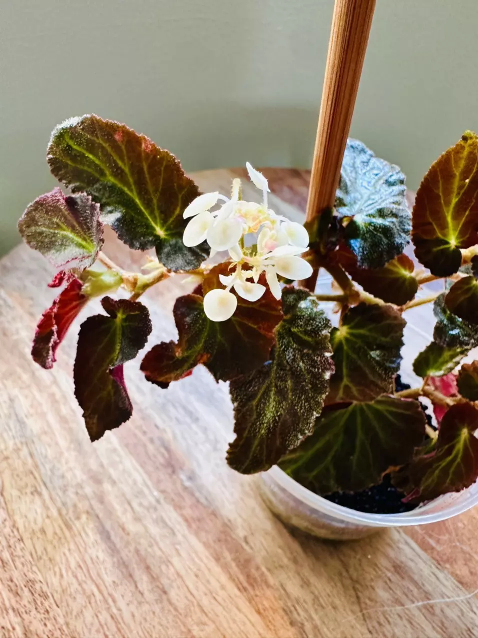 Begonia Withlacoochee thumbnail
