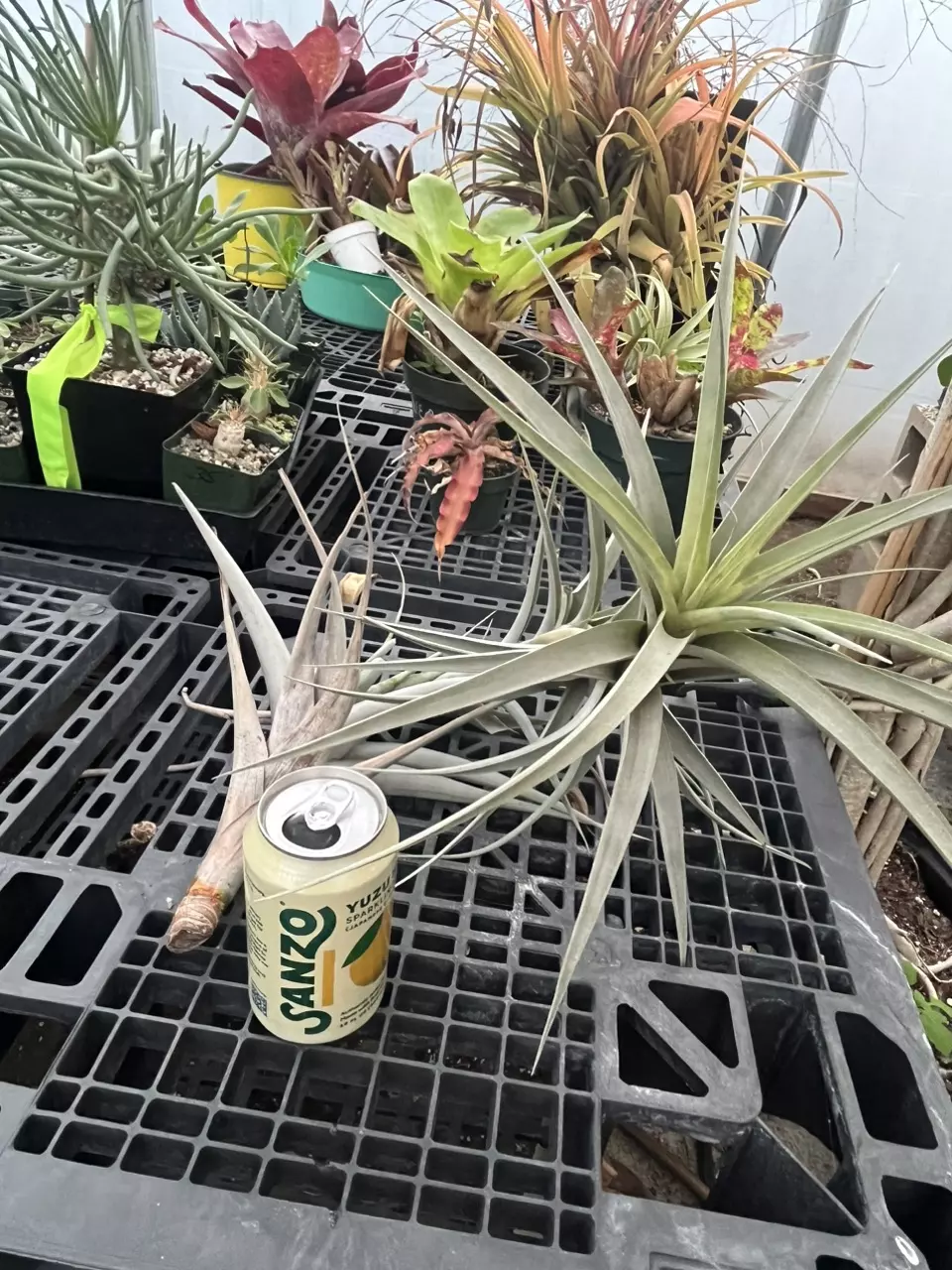 2ft Tilandsia thumbnail