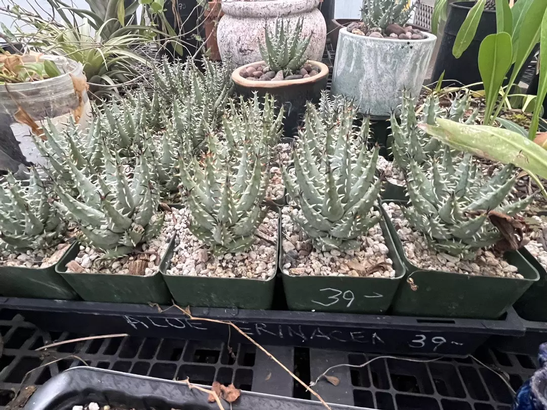 Aloe Erinarea thumbnail