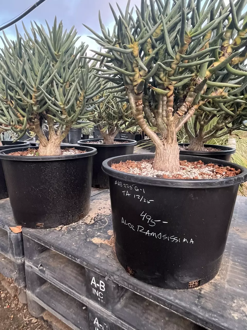 Aloe Ramosisima (no ship) thumbnail