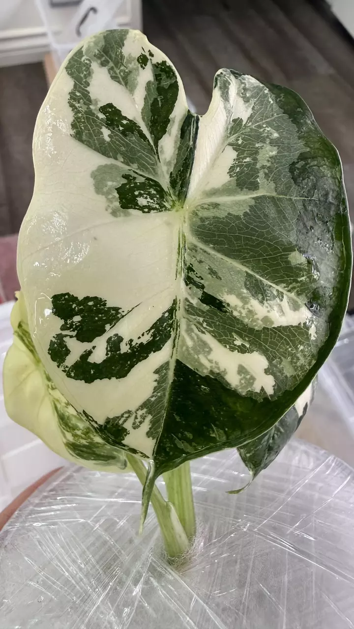 🦄LONDON EYE ALBO Jr. Size🦄 thumbnail