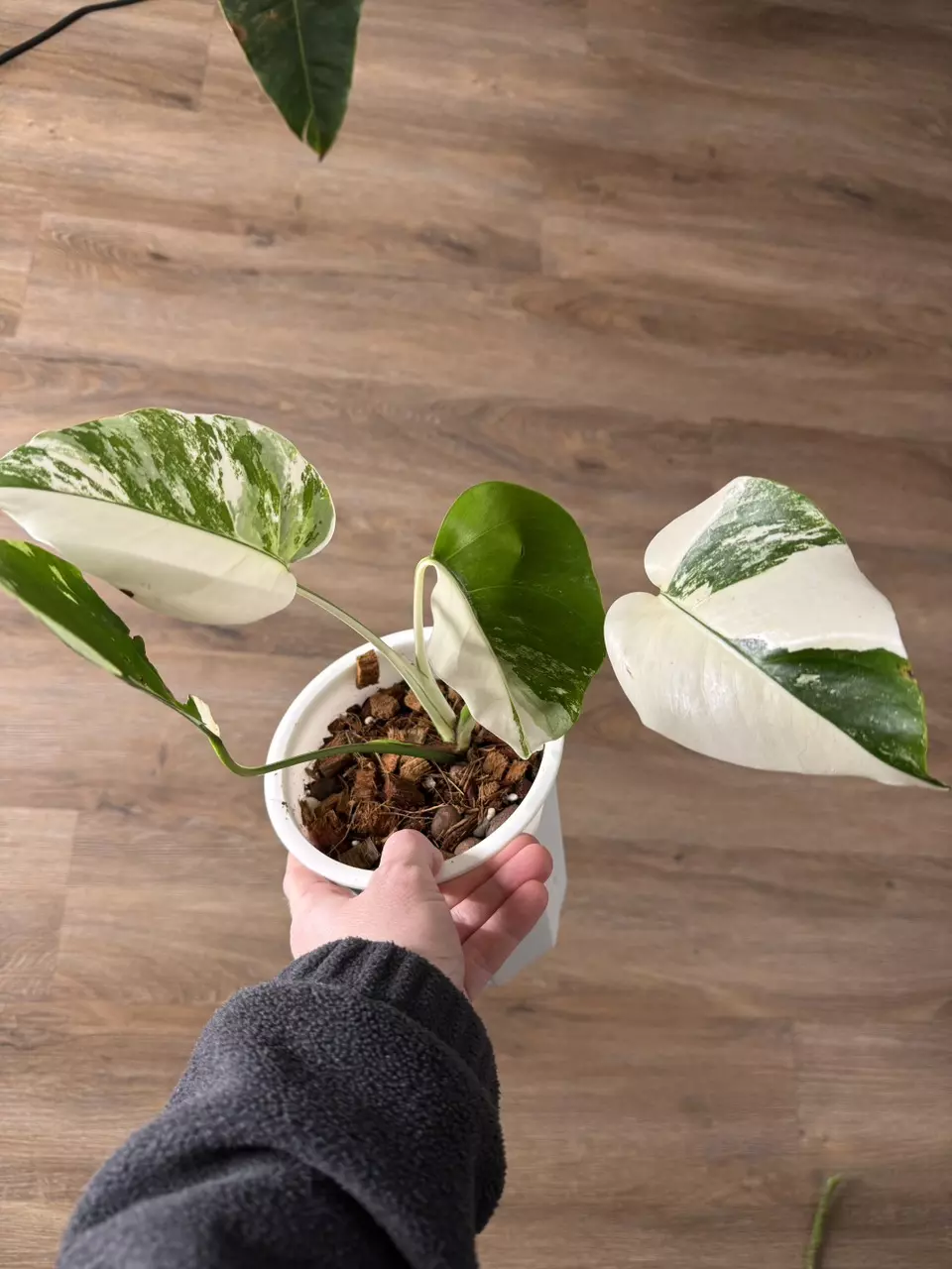 Monstera Albo thumbnail