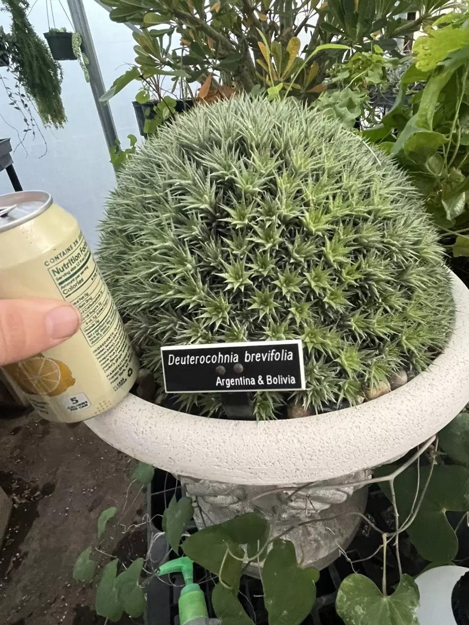 Deuterocohnia Brevolia (pickup only) thumbnail