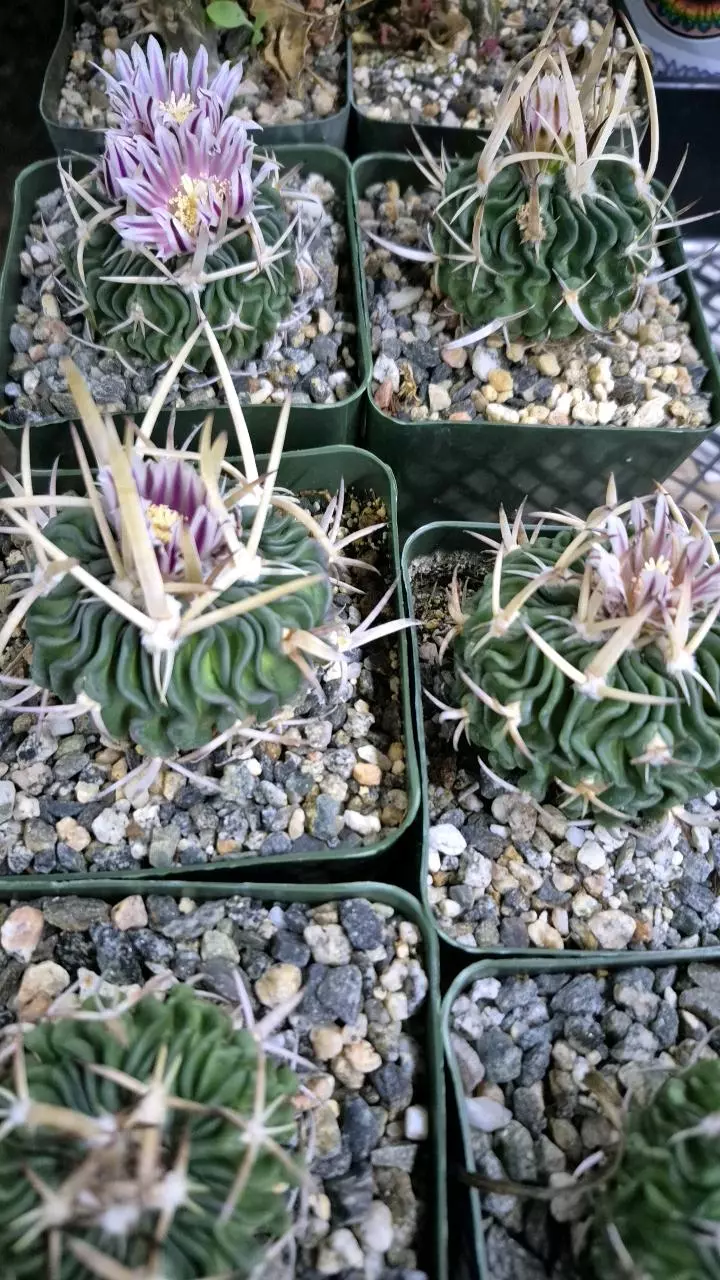 C35 Stenocactus phyllacanthus v. violaciflorus thumbnail