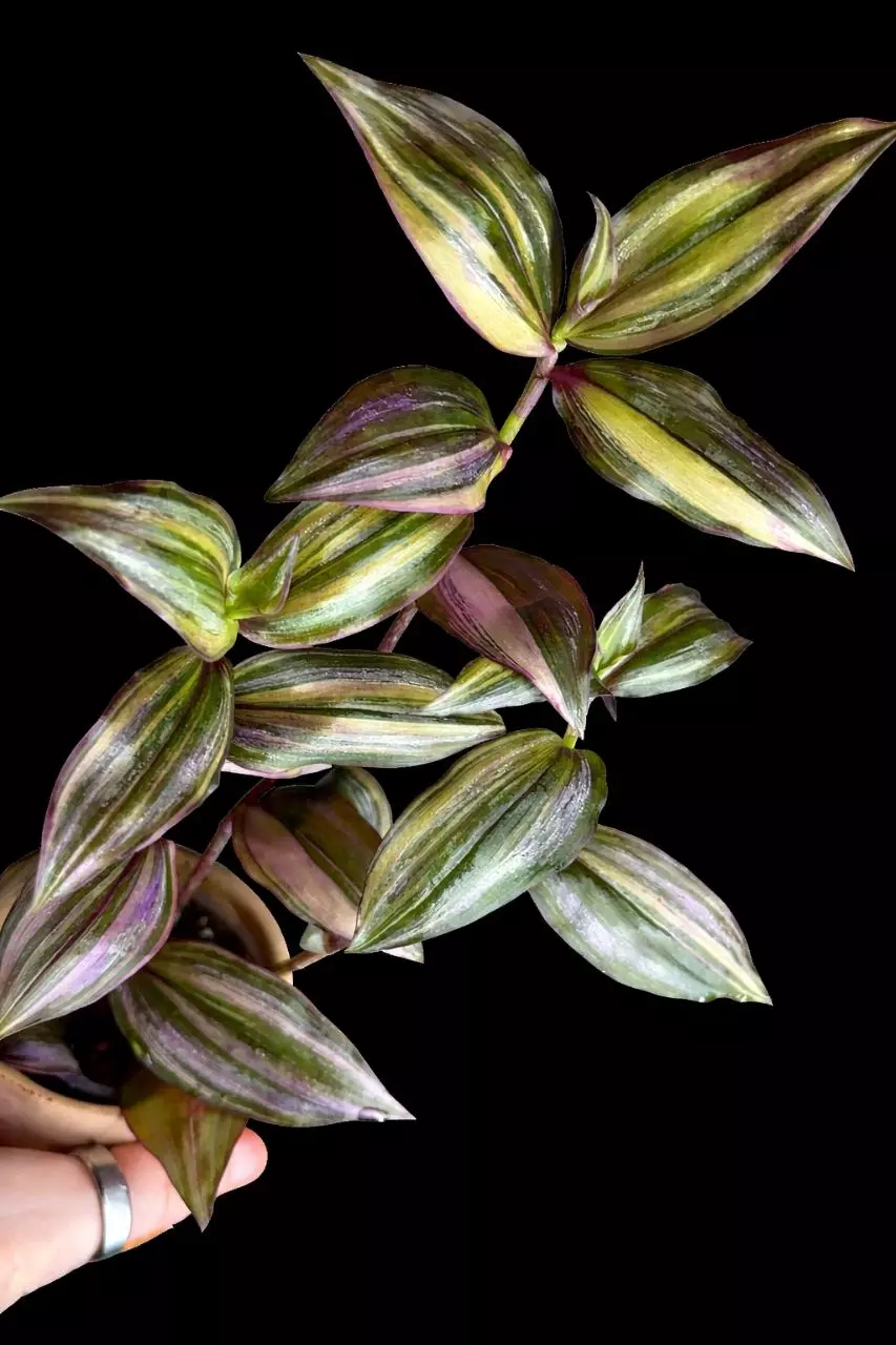 Tradescantia NOID cutting thumbnail