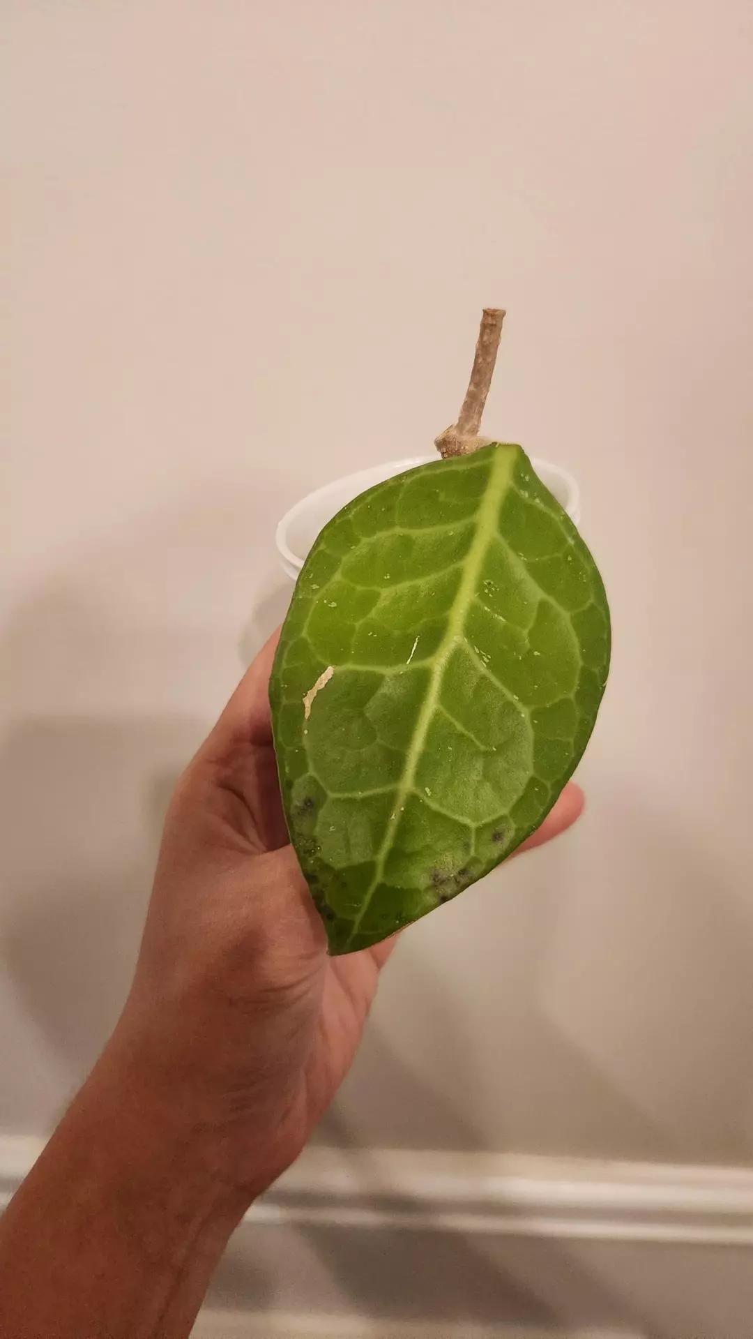 Hoya Verticillata Wayang sp Tanggamus thumbnail