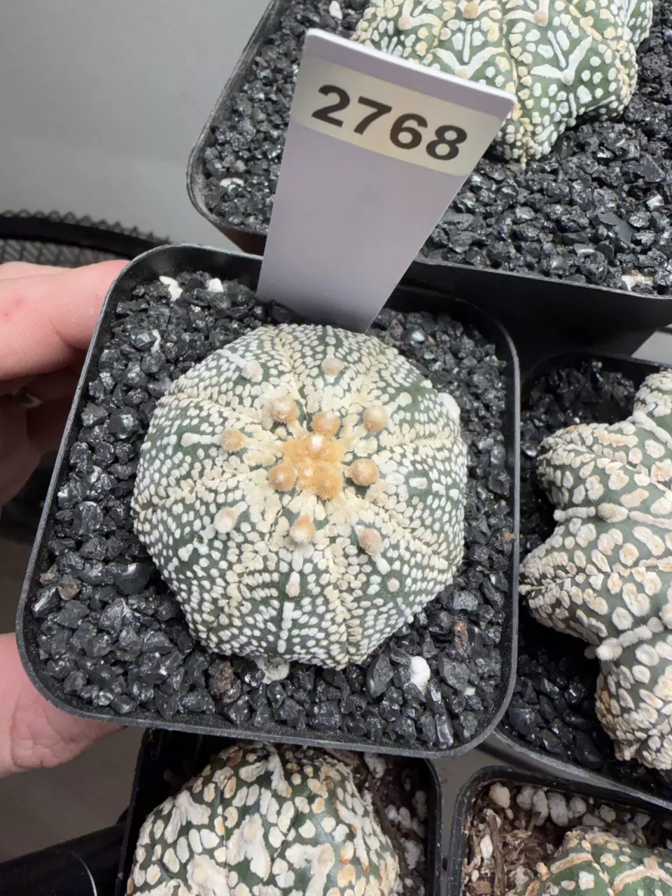 2768 - Astrophytum asterias cv. Superkabuto thumbnail
