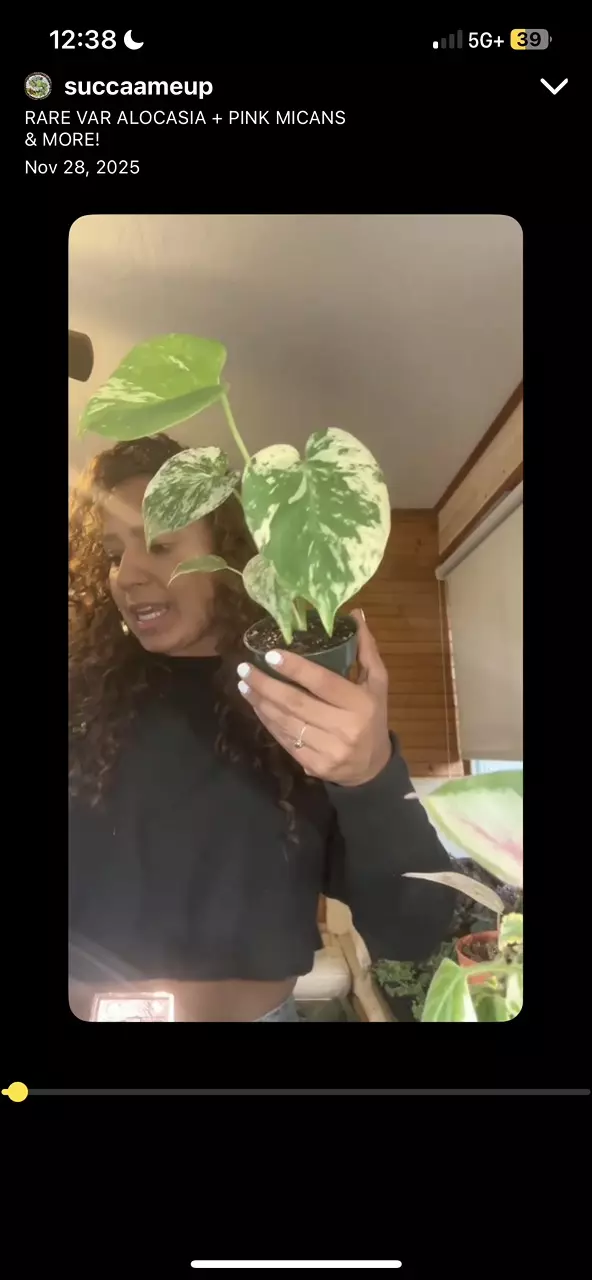 4” Rare Variegated Monstera Mint thumbnail