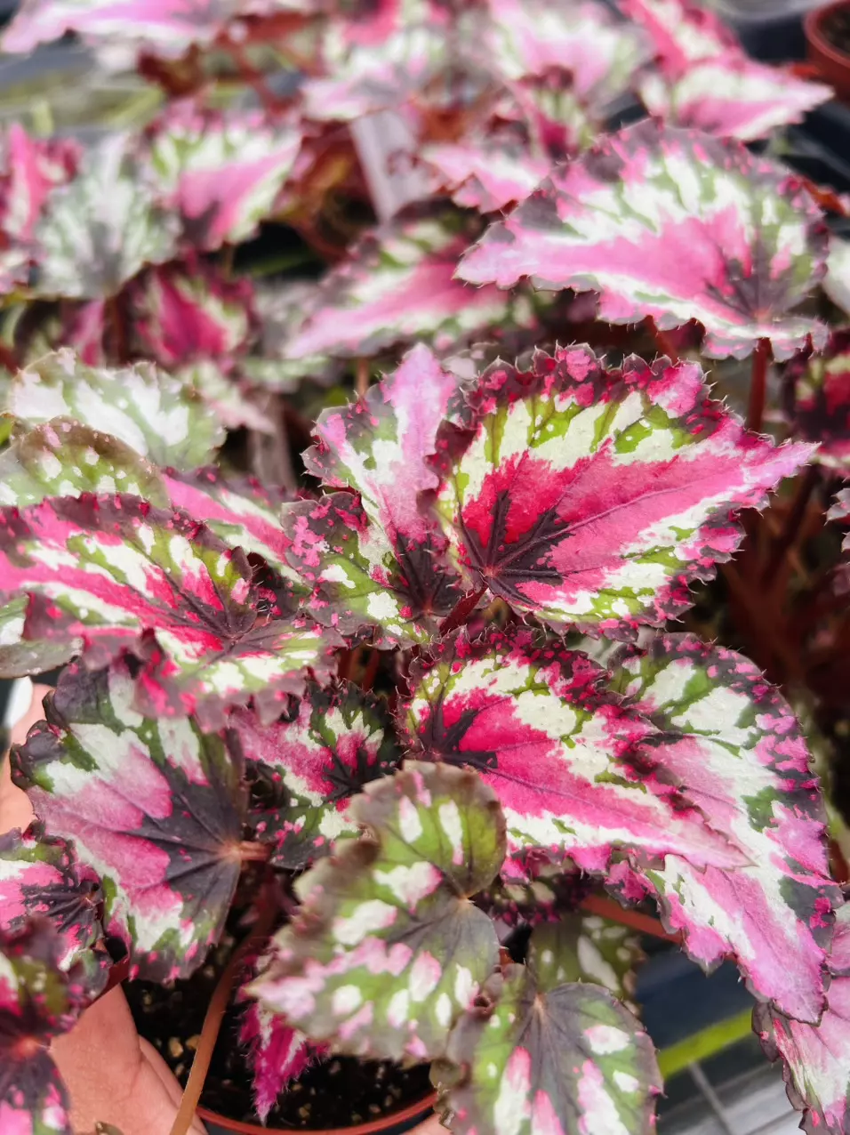 4” Begonia Red Star thumbnail