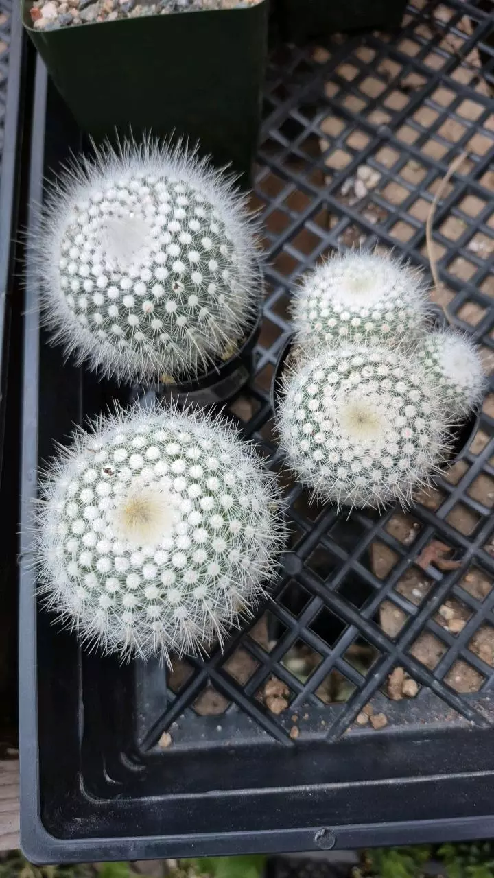 C103 Notocactus scopa thumbnail