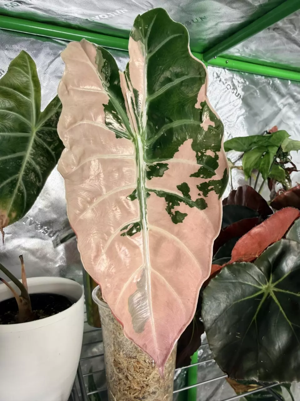 Pink Chantrieri CORMS thumbnail