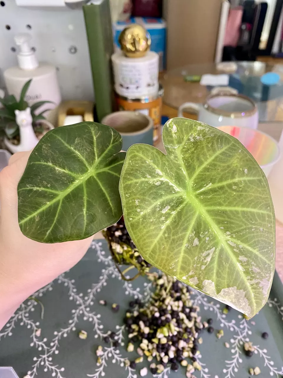 Alocasia Regal Shield Albo Corm A (medium) thumbnail