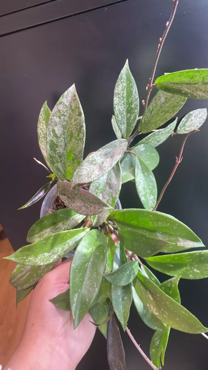 Publicalyx Super Splash and Hawaiian Purple thumbnail