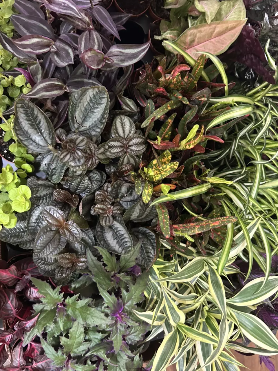 5 PACK OF 2” MYSTERY FOLIAGE! thumbnail