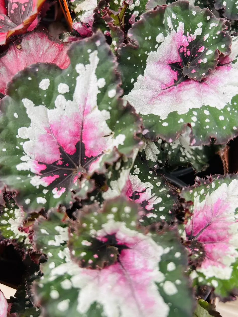 4” Begonia Purple Blush Swirl thumbnail