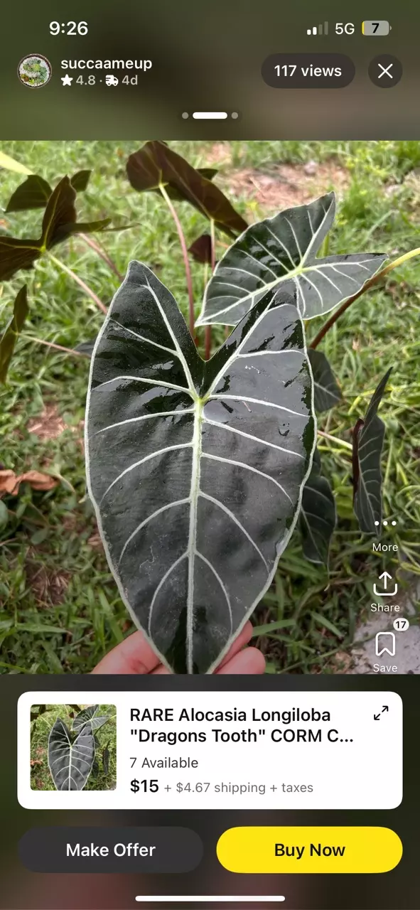 6” RARE Dragons Tooth Alocasia thumbnail