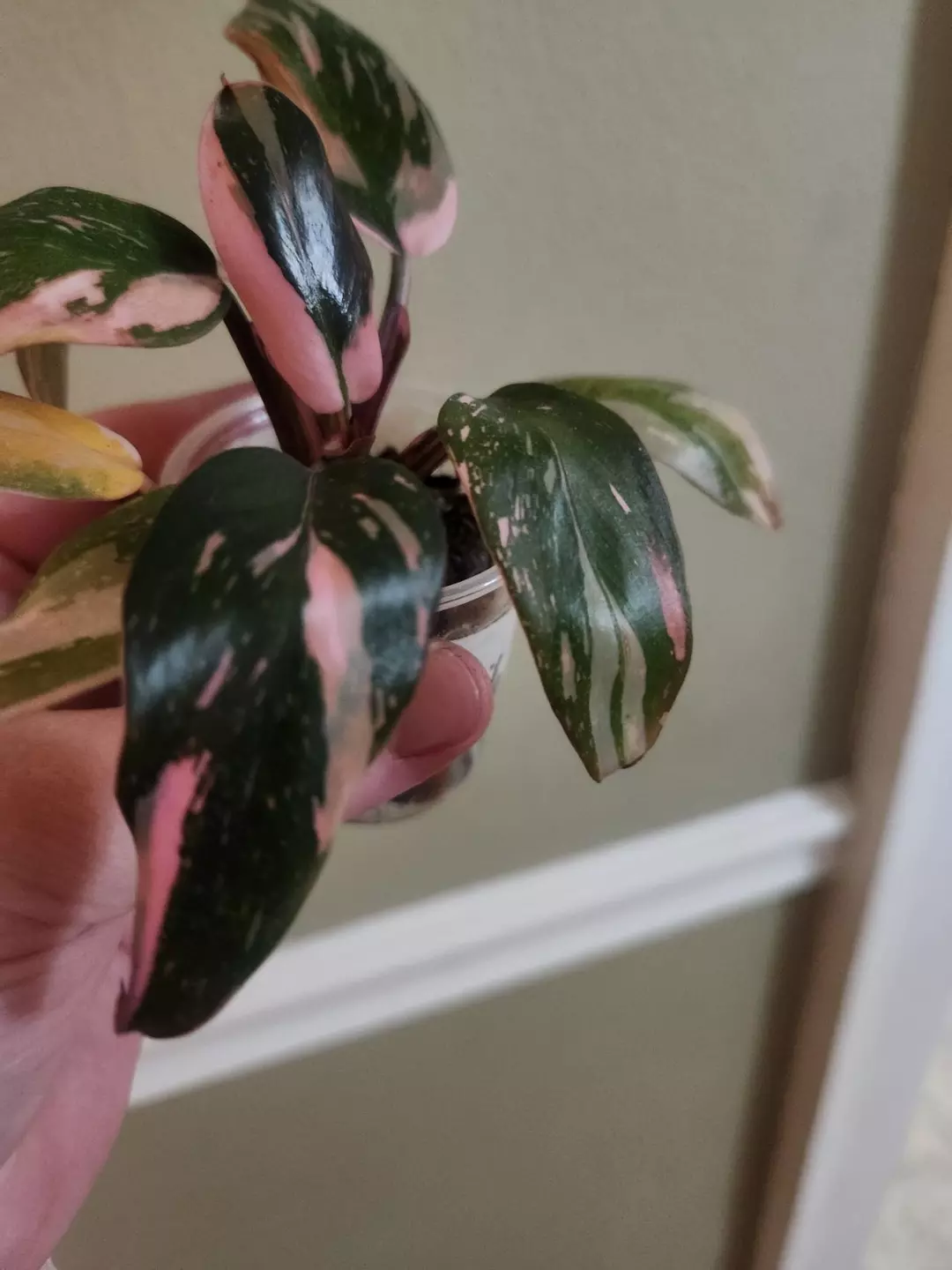 Pink princess thumbnail