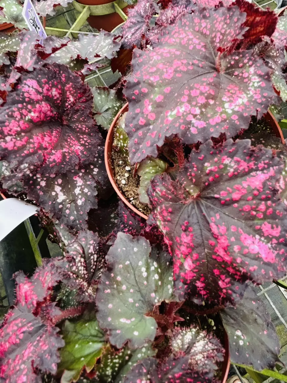 4” Begonia Cherry Bomb thumbnail