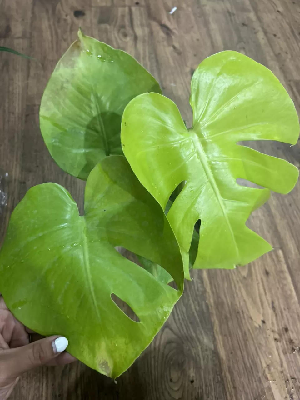 6” VARIEGATED RARE LEMON LIME MONSTERA thumbnail