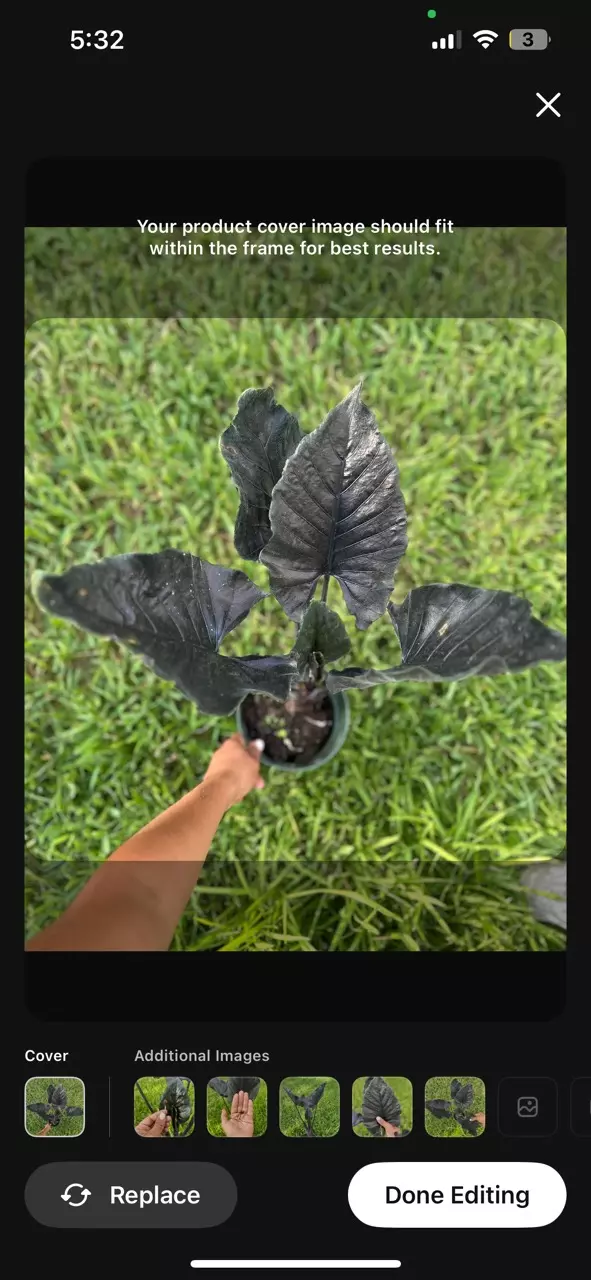 6” RARE ALOCASIA ANTORO CHIENLII VELVET thumbnail