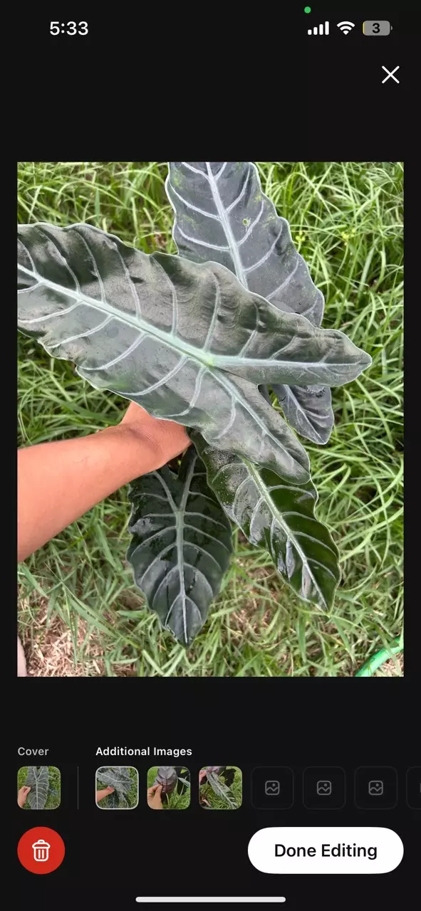 Alocasia Chantrieri CORM! thumbnail