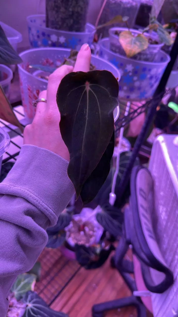 Anthurium Tezula jack of clubs x BVEP mutant offset thumbnail