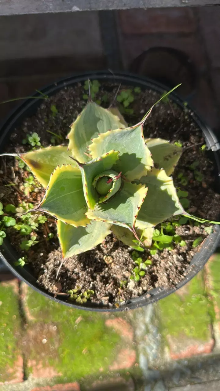 Agave ikari Raijin Nishiki thumbnail