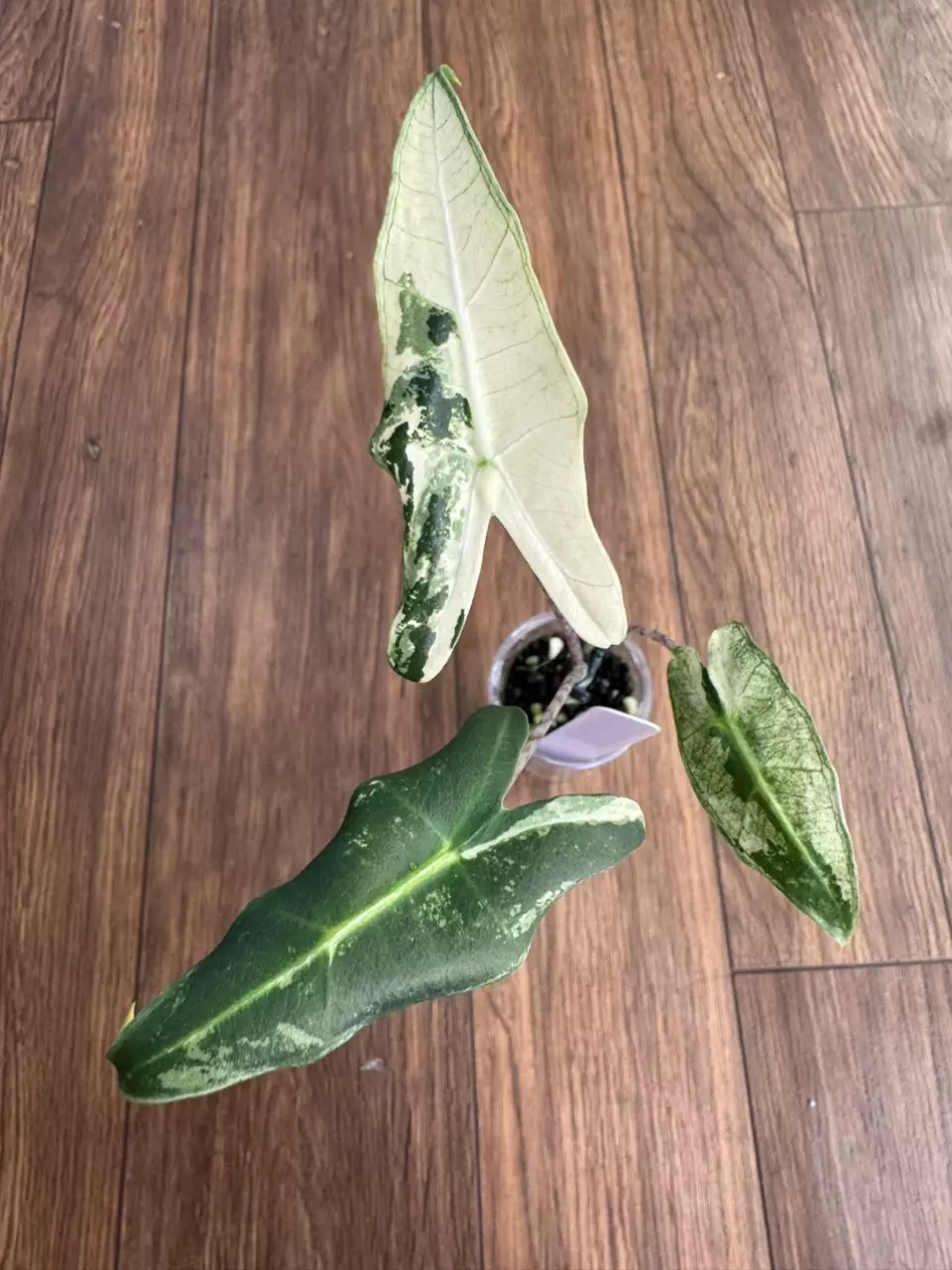 Alocasia Sarian Albo thumbnail