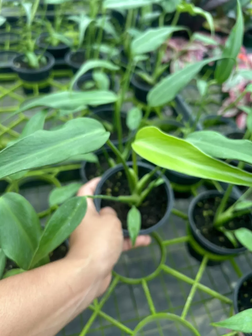 4” Monstera Burle Marx Flame thumbnail