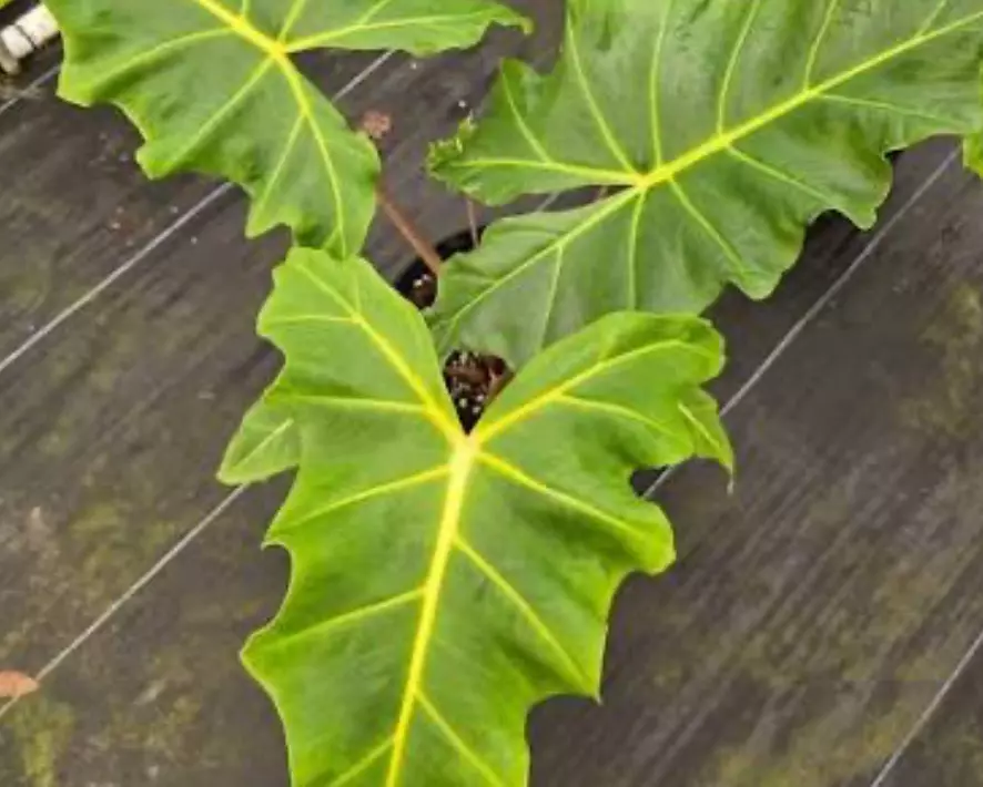 6” Rare HUGE Golden Dragon Alocasia thumbnail