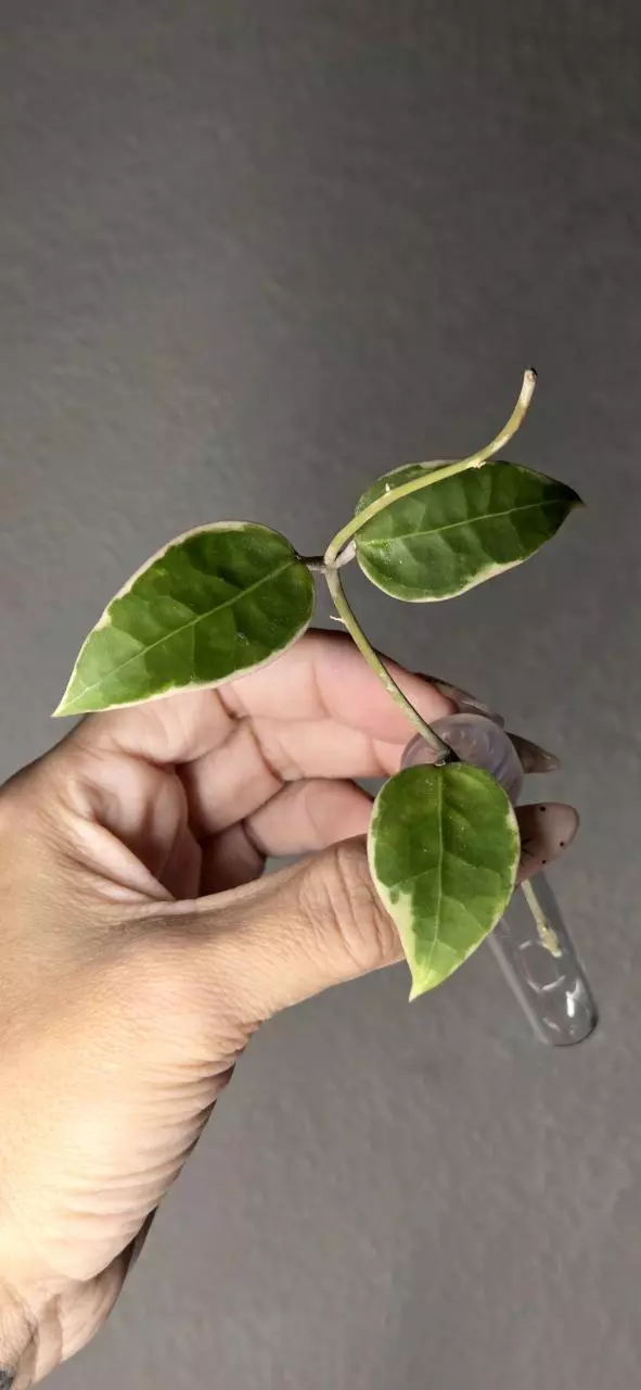 Hoya sp. Panglai West Java Albo *Unrooted thumbnail
