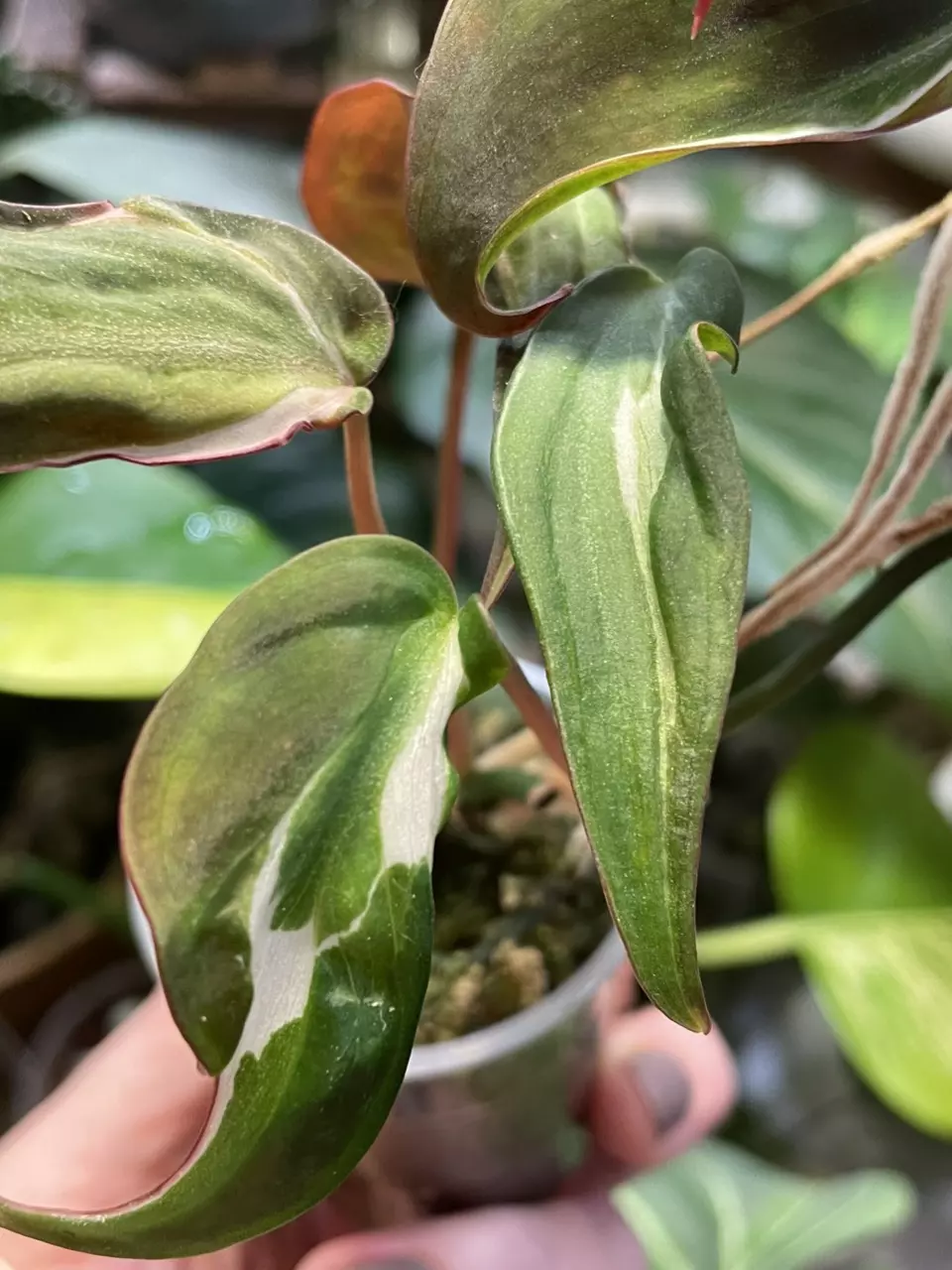 Halo Micans Philodendron thumbnail