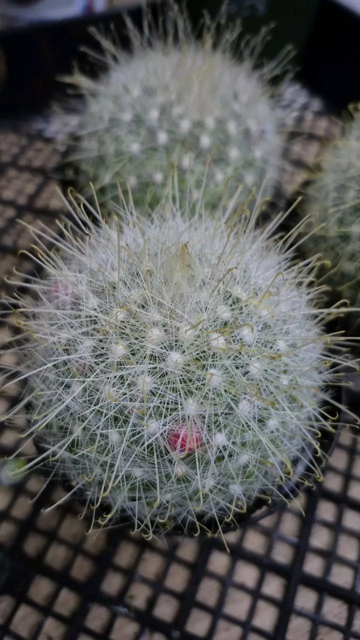C28 Mammilaria senilis thumbnail