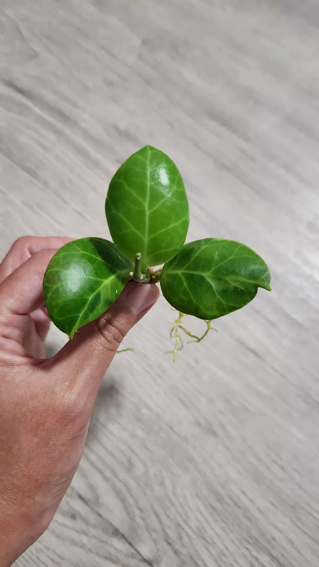 Hoya Obscura Albomarginata (outer variegated) thumbnail