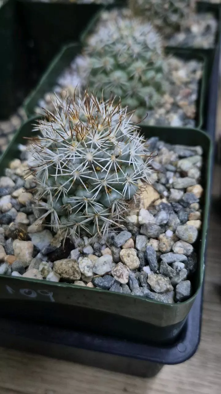 C109 Mammilaria schumanii v. globosa thumbnail